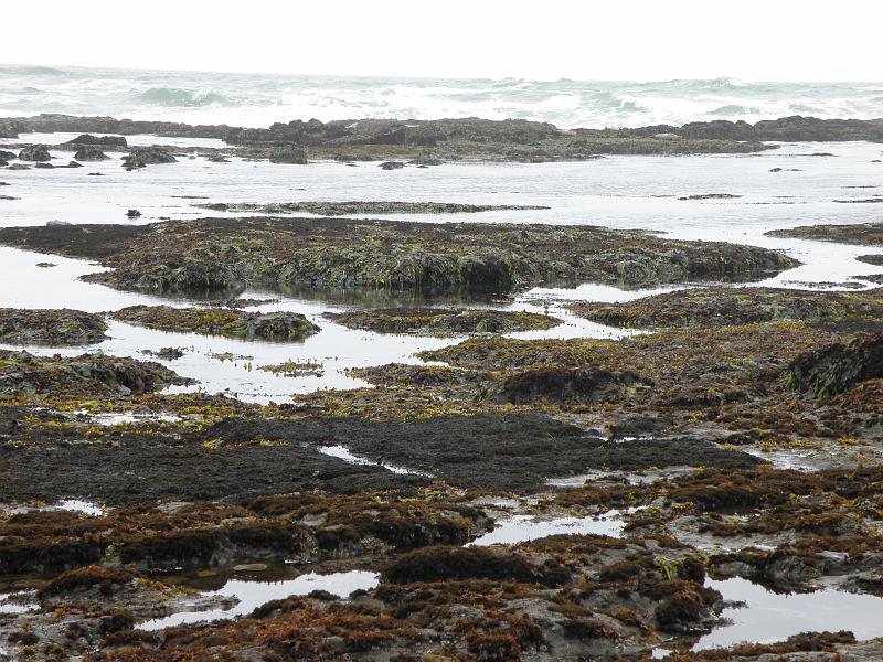 P6182020 Fitzgerald Reserve.JPG